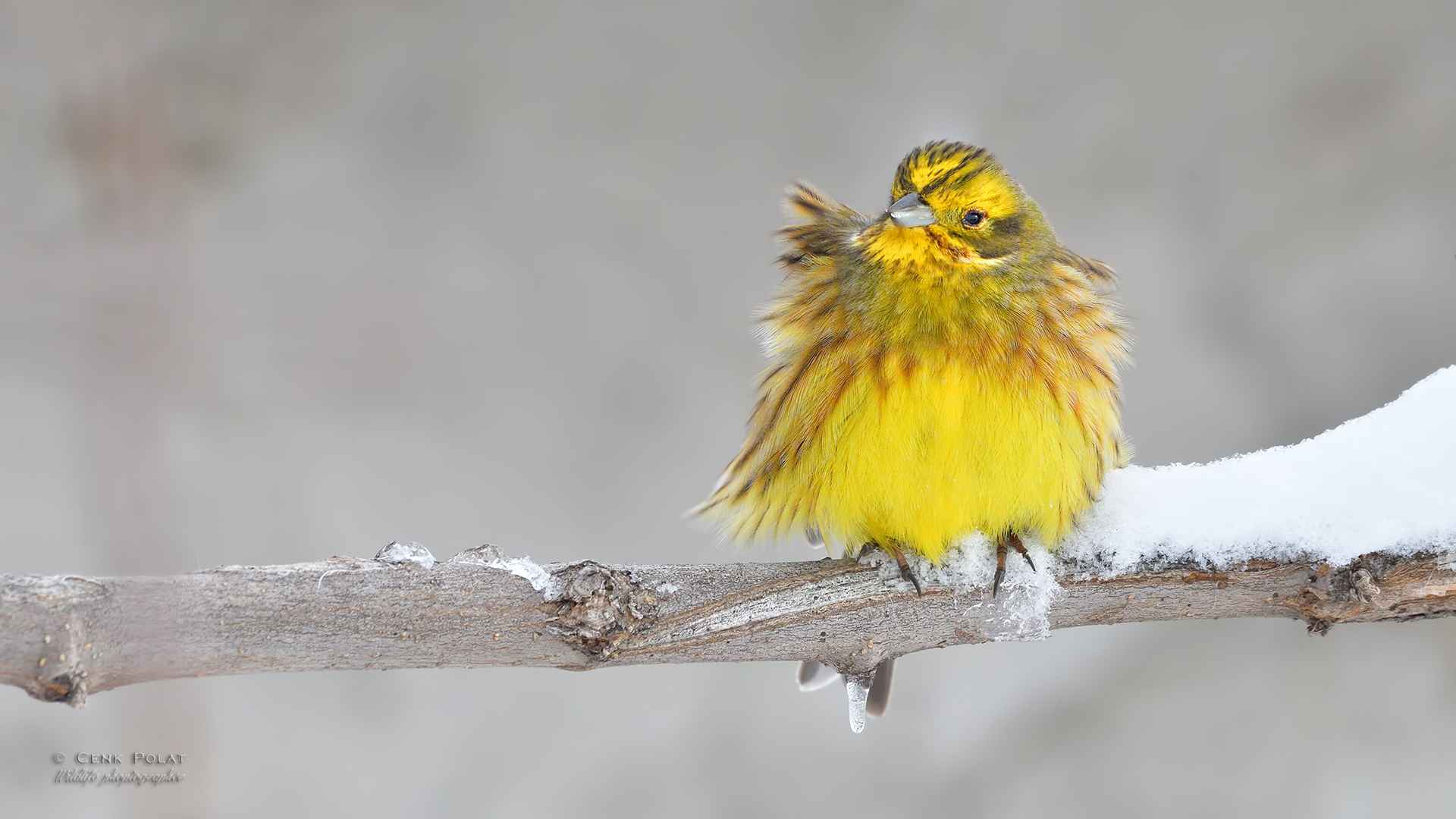 Yellowhammer